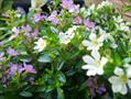 true myrtle,myrtus italicamill,myrtus mucronatapers,مورد،مورت،آس، عمار
